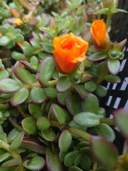 šrucha stínomilná 