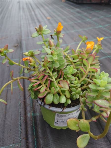 šrucha stínomilná 