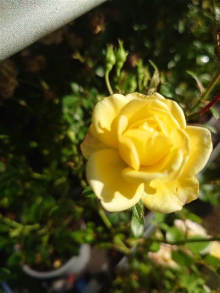 Růže půdopokryvná 