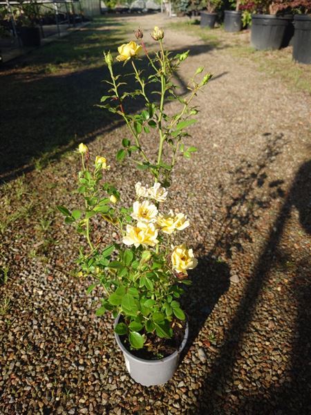 Růže půdopokryvná 