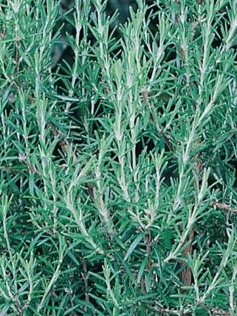 rozmarýn obecný 'Britania'