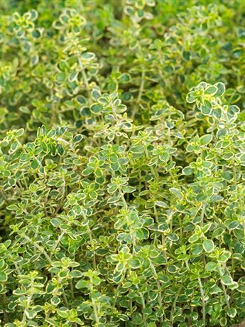 tymián citrónový 'Summerdreams Lemon Cascata'