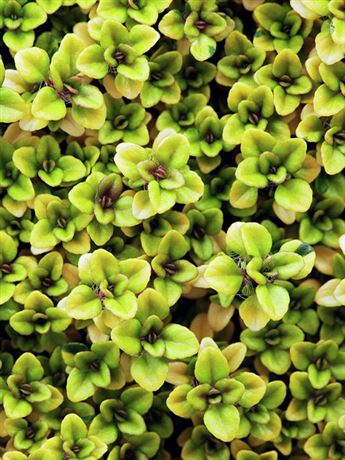 mateřídouška vejčitá 'Archers Gold'