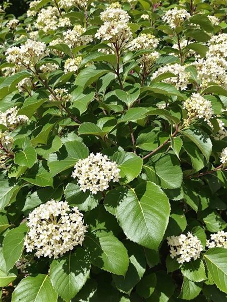 kalina vrásčitolistá 