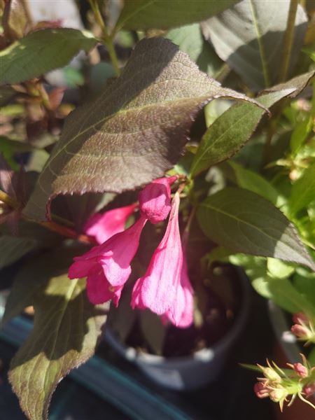 vajgélie květnatá 