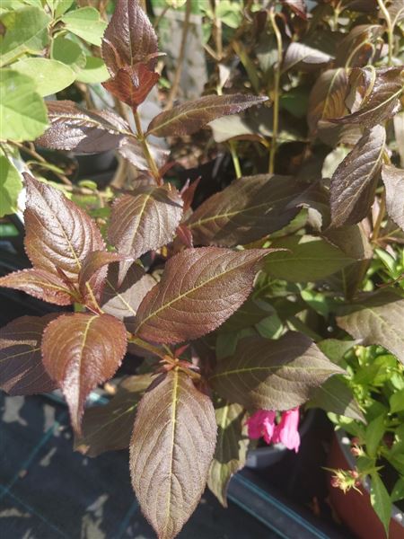 vajgélie květnatá 