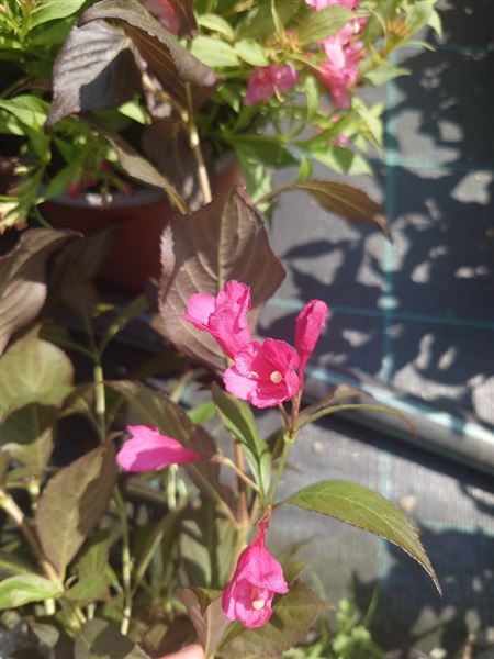 vajgélie květnatá 