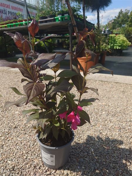 vajgélie květnatá 