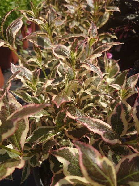 vajgélie květnatá 