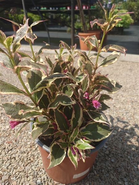 vajgélie květnatá 