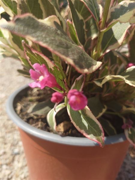 vajgélie květnatá 