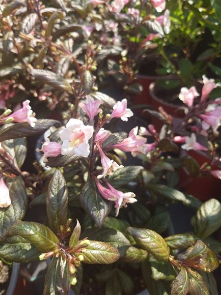 vajgélie květnatá 