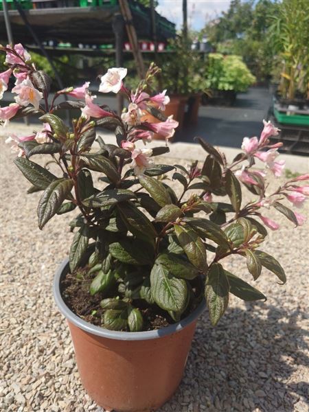 vajgélie květnatá 