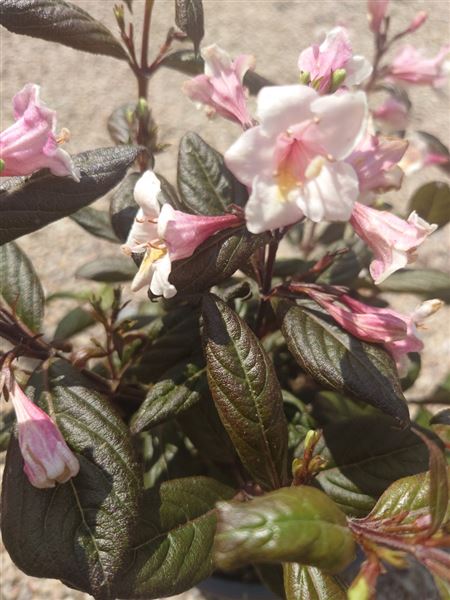 vajgélie květnatá 