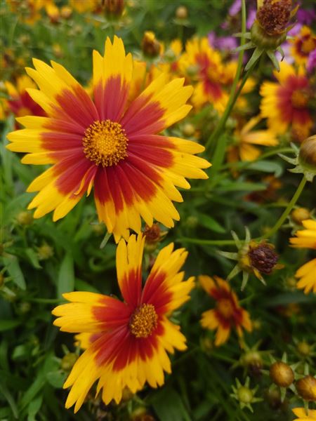 krásnoočko velkokvěté 