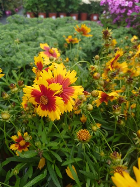 krásnoočko velkokvěté 