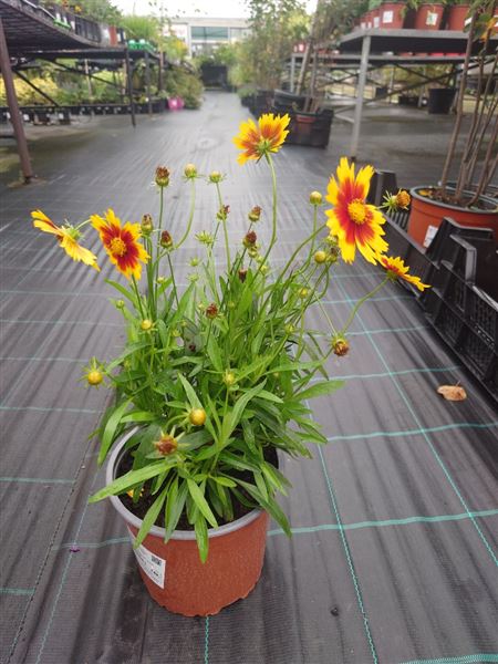 krásnoočko velkokvěté 