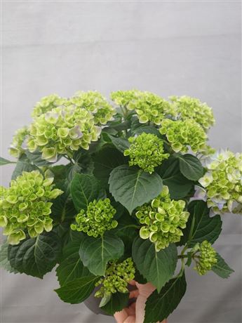 hortenzie velkolistá 'Blue'