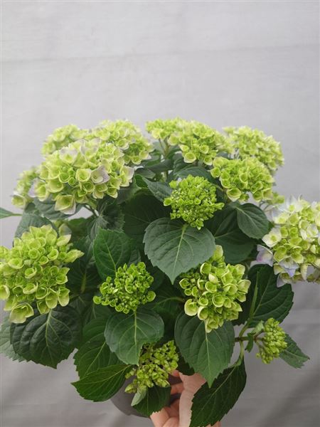 hortenzie velkolistá 