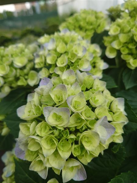 hortenzie velkolistá 