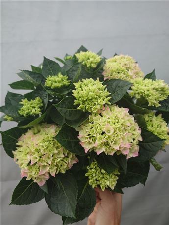 hortenzie velkolistá 'Pink'