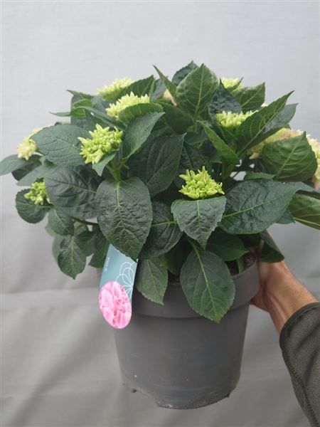 hortenzie velkolistá 