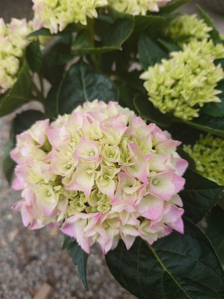 hortenzie velkolistá 