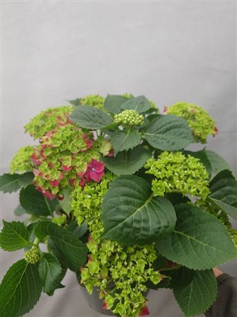 hortenzie velkolistá 'Red'
