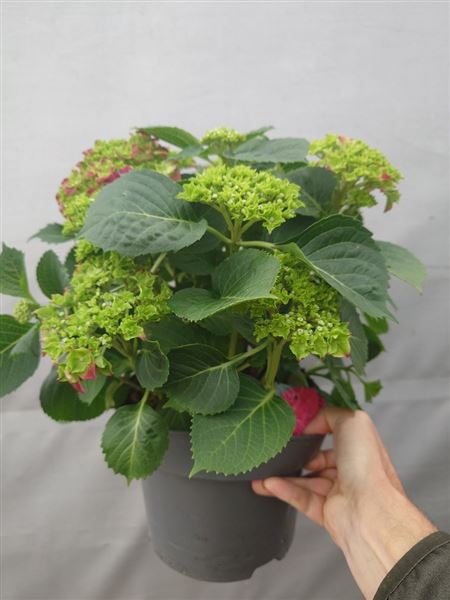 hortenzie velkolistá 