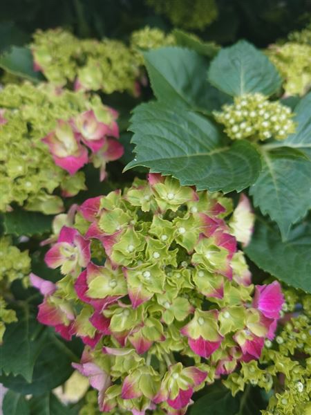 hortenzie velkolistá 