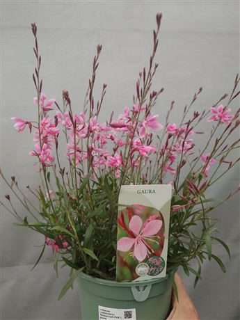 svíčkovec Lindheimerův 'Belleza Dark Pink'