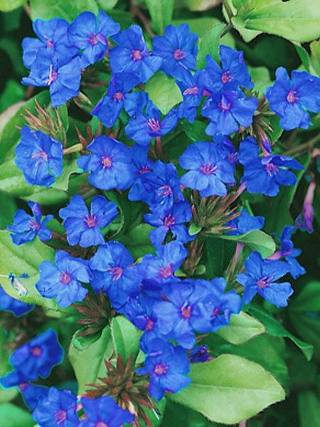 rohovec olověncovitý