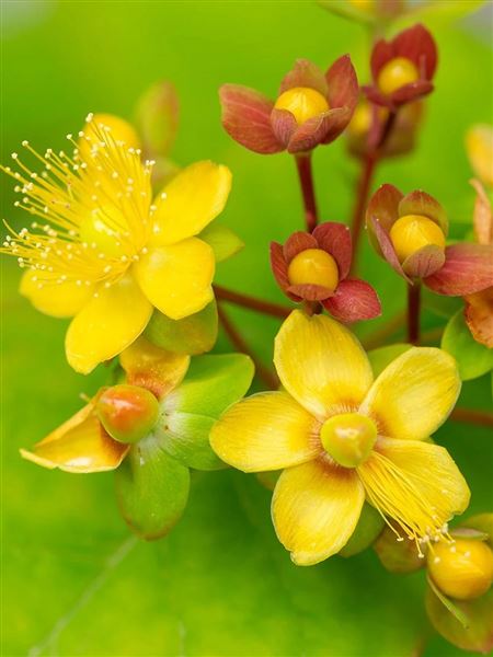 třezalka bobulovitá