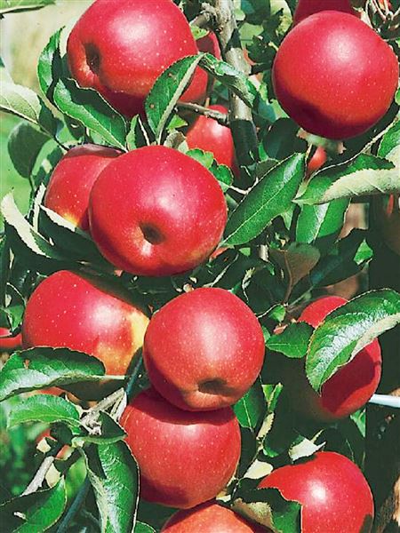 Jabloň domácí 