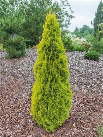 zerav západní 'Golden Smaragd'