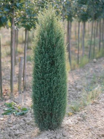 jalovec obecný 'Sentinel'