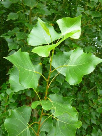 topol černý 'Italica'