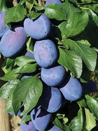 slivoň sloupcovitá 'Fruca'