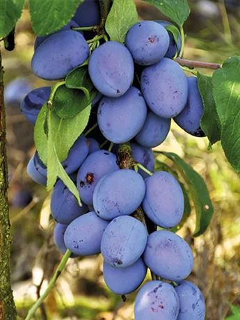 slivoň sloupcovitá 'Onasa'