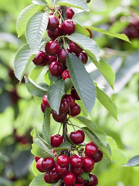 třešeň sloupovitá 