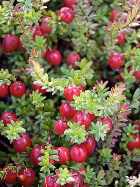 brusinka velkoplodá 