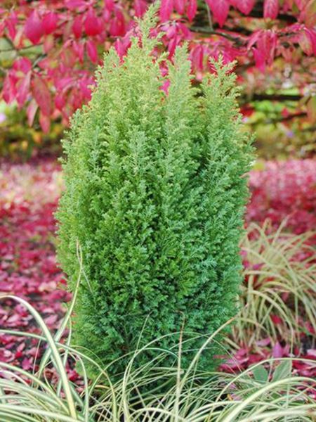 cypřišek Lawsonův 