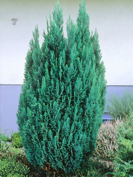 cypřišek Lawsonův 