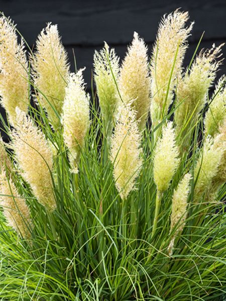 kortaderie dvoudomá 