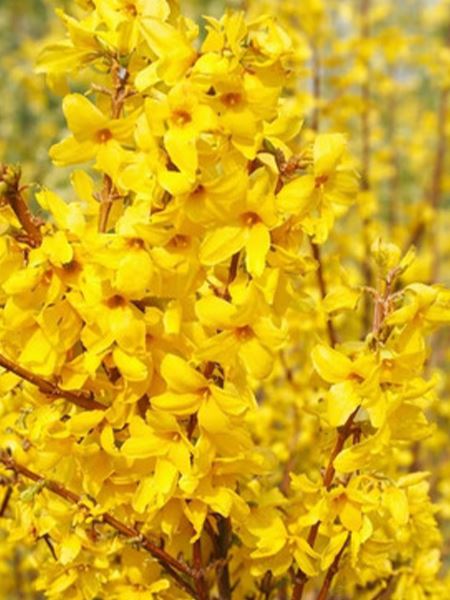 zlatice prostřední 