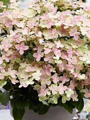 hortenzie latnatá 'Petite Polestar'