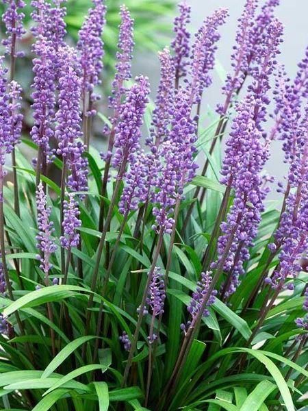 Liriope modřencové 