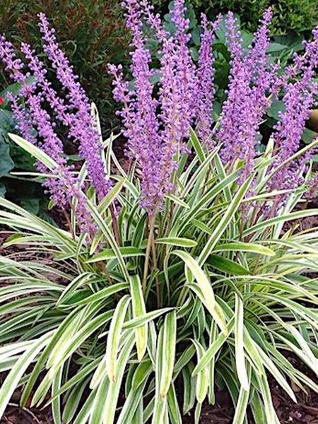 liriope modřencové 