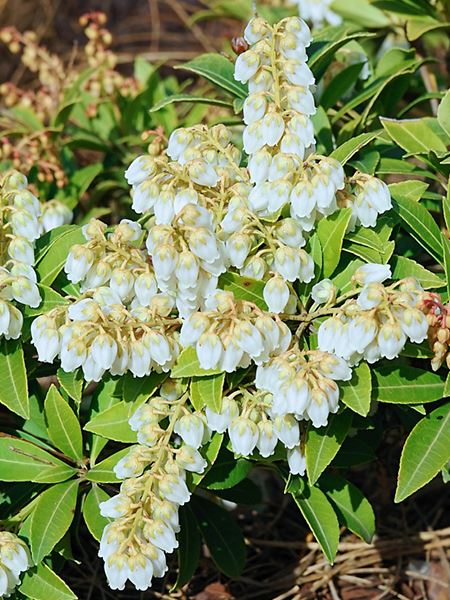 pieris japonský 