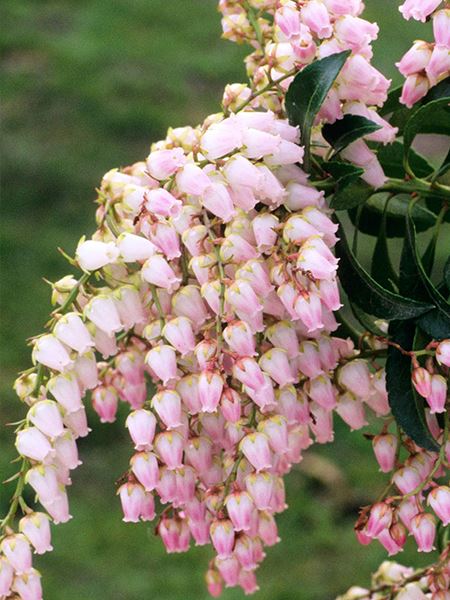 pieris japonský 